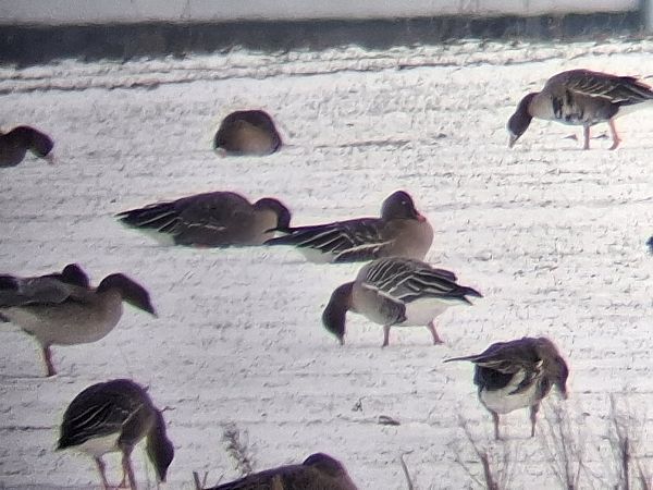 gęś krótkodzioba  - Wojciech Siuda