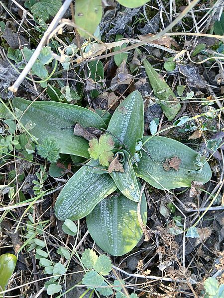Orchis anthropophora  - Alain Falvard