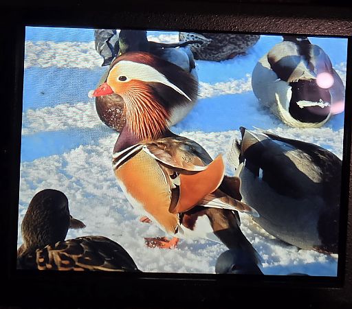 mandarynka  - Robert Locman