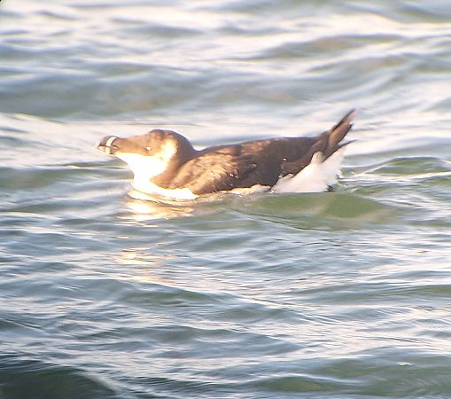 alka  - Radosław Włodarczyk