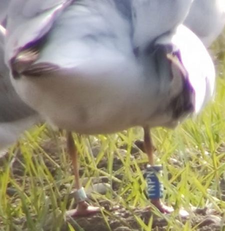 Gabbiano comune  - Lorenza Venturini