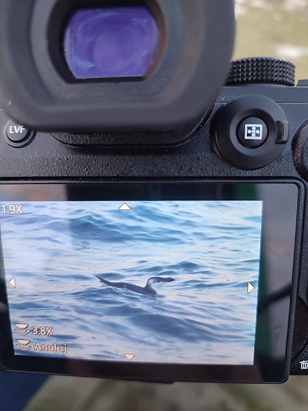 alka  - Michał Laszkiewicz