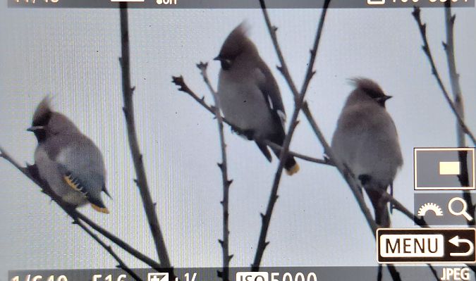 Seidenschwanz  - Tomasz Doroń