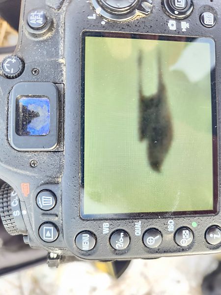 drzemlik  - Tomasz Bajdak