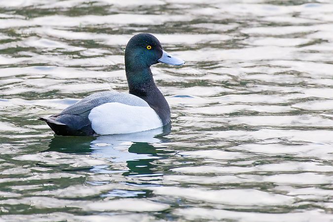 Murgilari handia  - Aimar Hernández
