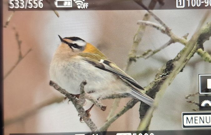 zniczek  - Tomasz Doroń