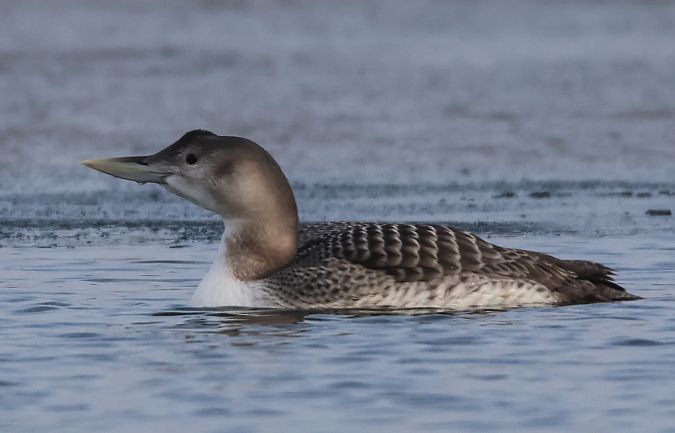 nur białodzioby  - Mariusz Lizoń