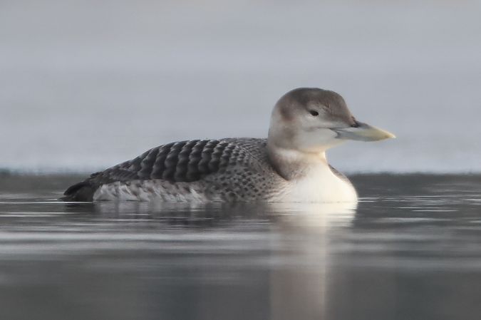 Gelbschnabeltaucher  - Mariusz Lizoń