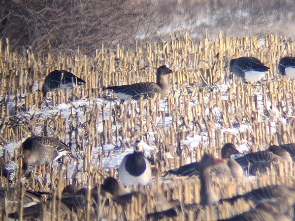 bernikla białolica  - Wojciech Siuda