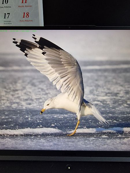 mewa delawarska  - Krzysztof Bziuk