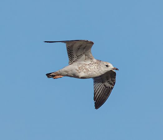 Gavina  - Walter Sassi