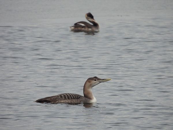 nur białodzioby  - Kamil Dębicki