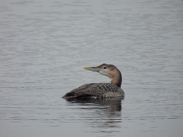 Gelbschnabeltaucher  - Kamil Dębicki