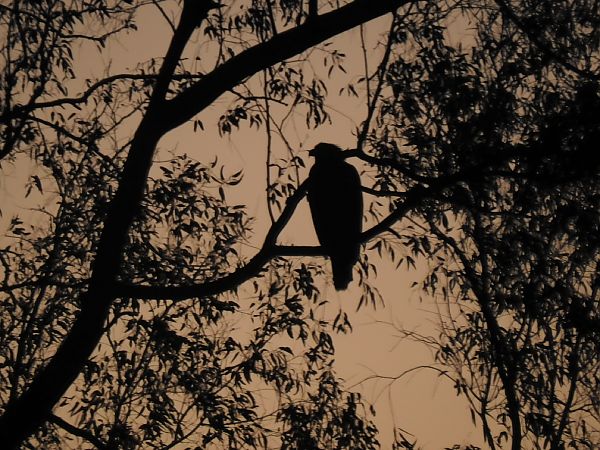 Àguila marina  - Andreu Duclau