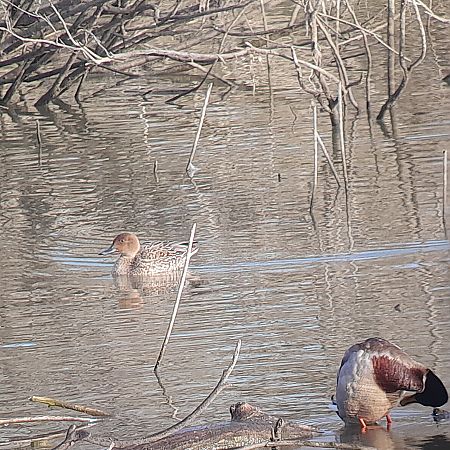 Codone  - Davide Aldi