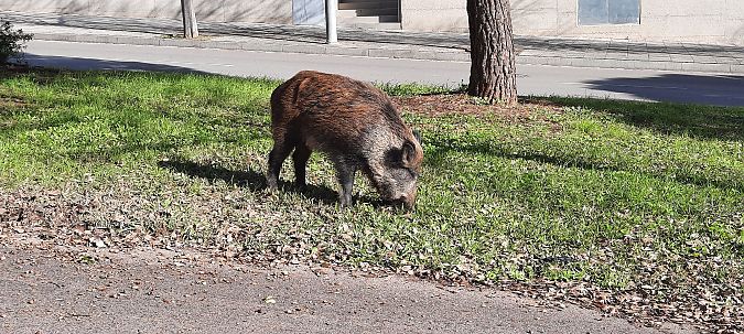 Senglar  - Jordi Bertrán