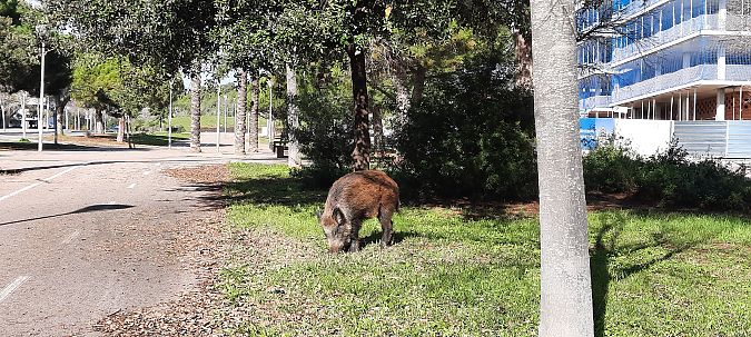 Senglar  - Jordi Bertrán