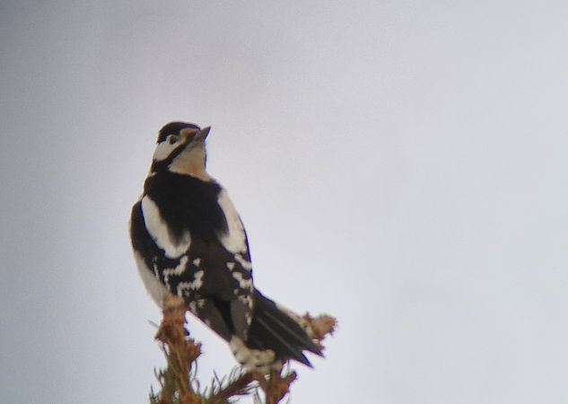 dzięcioł duży  - Tomasz Zarzycki