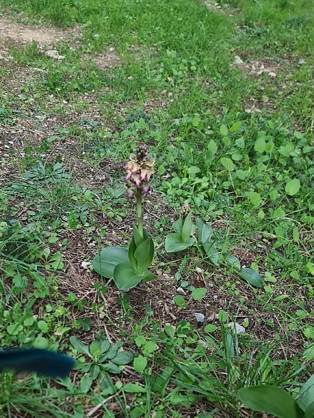 Himantoglossum robertianum  - Frank Dhermain