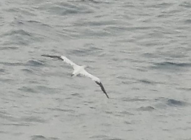 Sula  - Barbara Anselmi