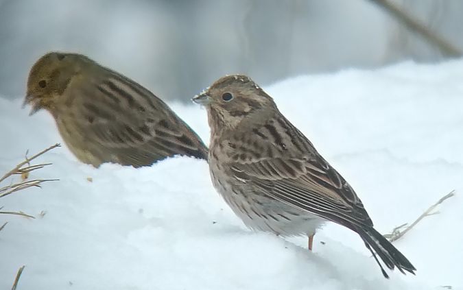 trznadel białogłowy  - Marcin Sołowiej
