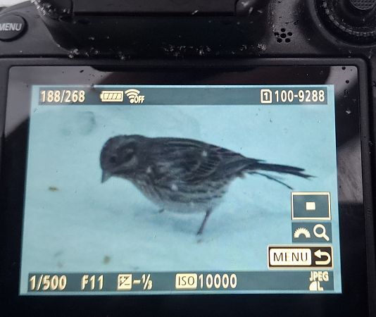 trznadel białogłowy  - Tomasz Doroń