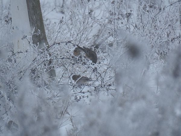 rzepołuch  - Samuel Odrzykoski