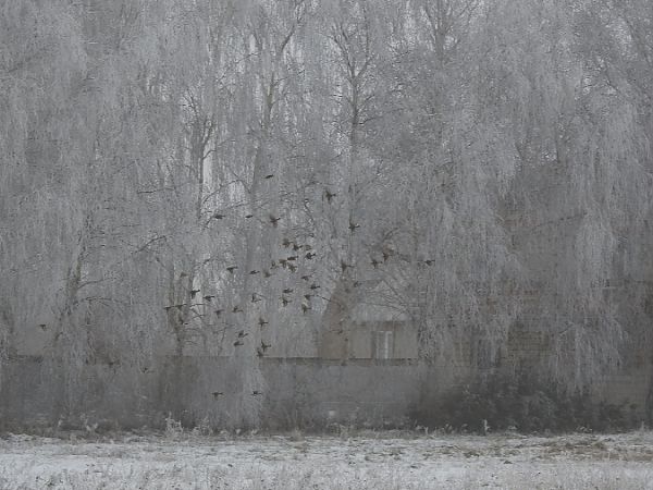 rzepołuch  - Samuel Odrzykoski