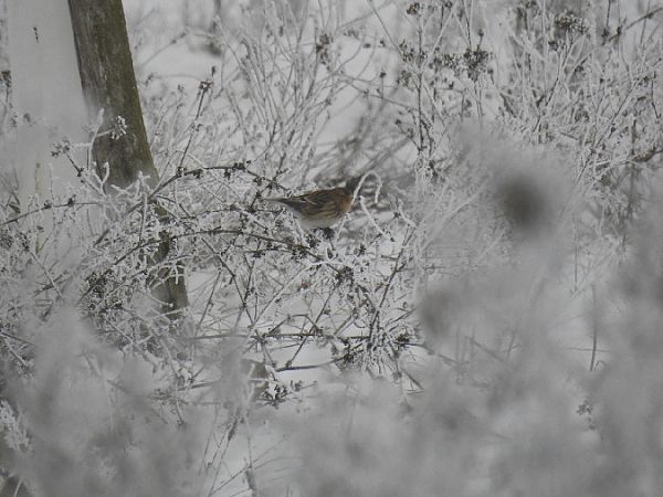 rzepołuch  - Samuel Odrzykoski