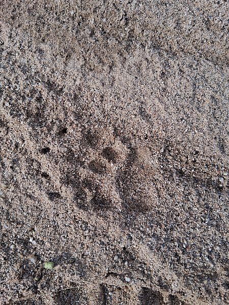 Toixó, teixó  - Teresa Galo Pou
