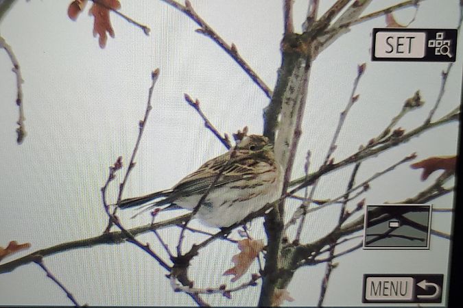 Fichtenammer  - Marzena Kosut