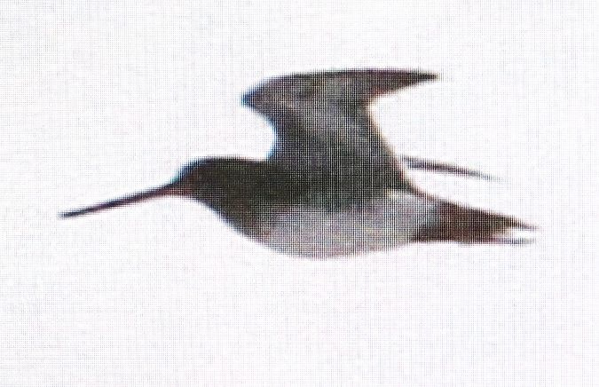 kszyk  - Marek Betlejewicz