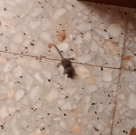 Musaranya nana  - Andreu Canut i Font