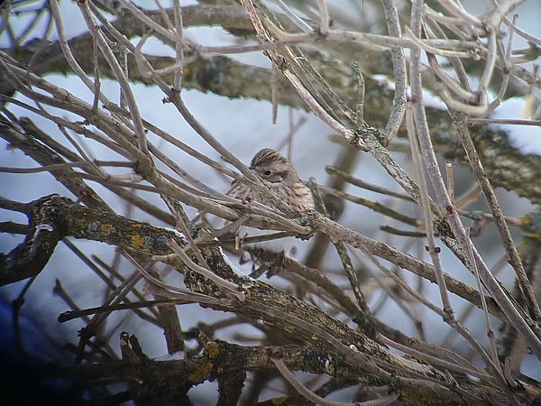 trznadel białogłowy  - Barbara Polanin
