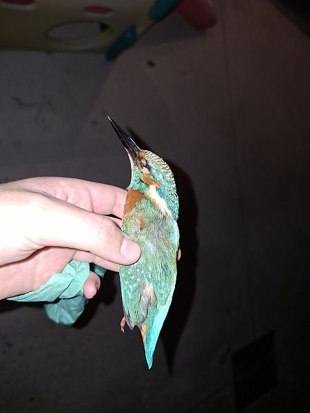 Martin pescatore  - Francesco Boscolo Camiletto