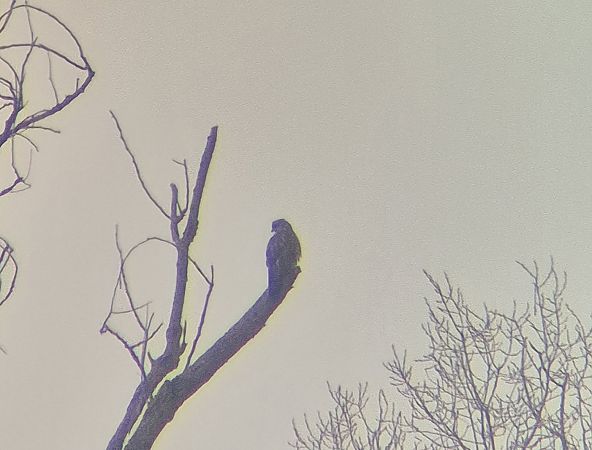 Poiana  - Alessio Mannello