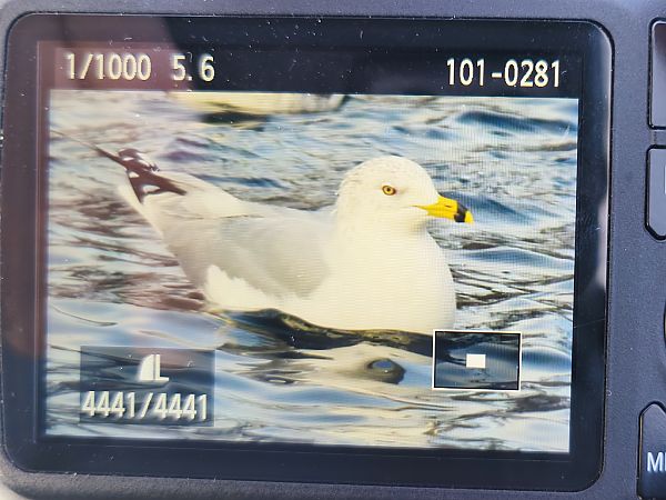 mewa delawarska  - Łukasz Budny