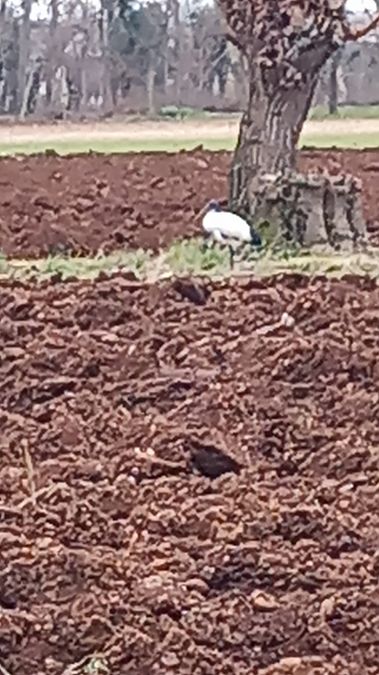 Ibis testanera  - Alessandro Marega