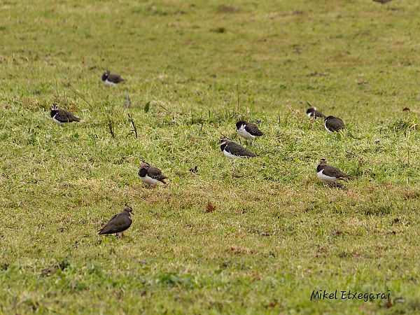 Hegabera  - Mikel Etxegarai