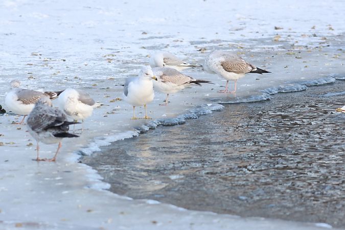 mewa delawarska  - Tomasz Chodkiewicz