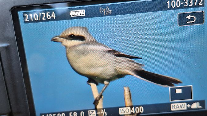 Averla maggiore  - Alessandro Micalizzi