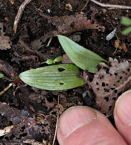 Ophrys scolopax  - Alain Bultez