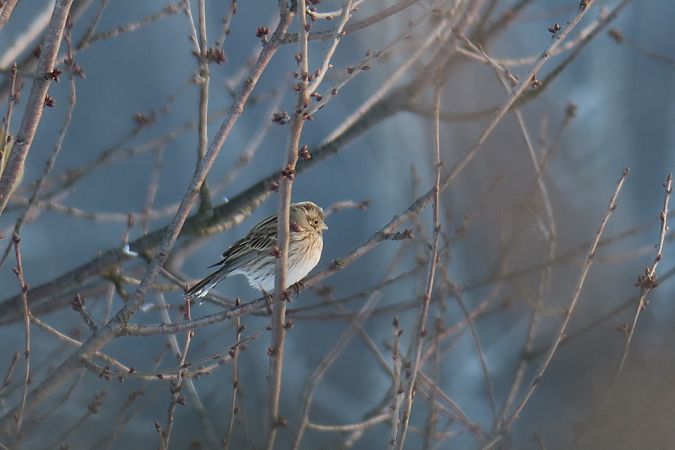 trznadel białogłowy  - Marzena Kosut