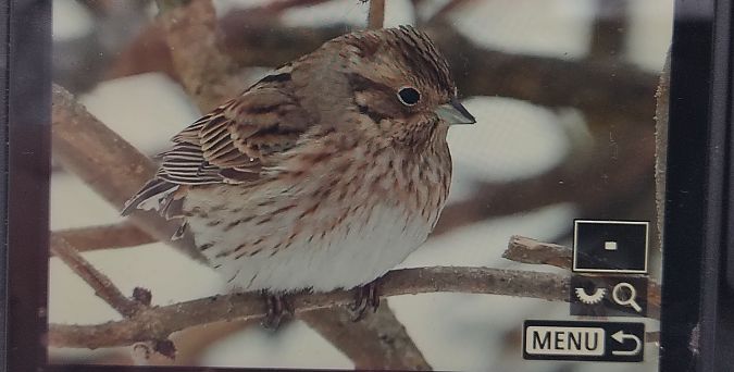 trznadel białogłowy  - Stanisław Turowski