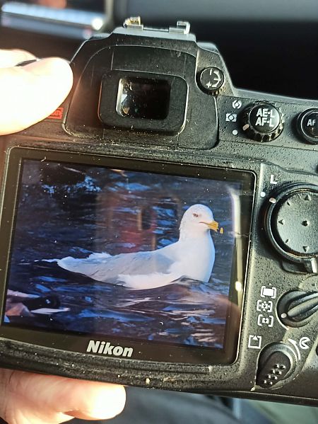 mewa delawarska  - Mateusz Cymbała