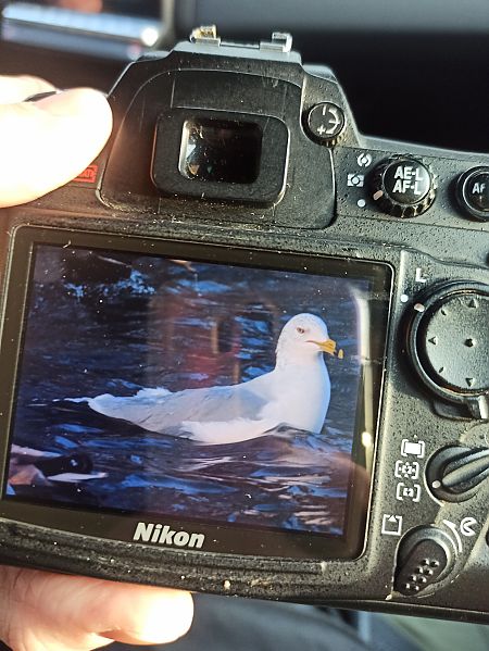 mewa delawarska  - Piotr Jędrzejczyk