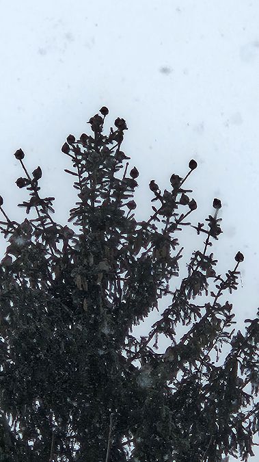 Jaseur boréal  - Anna Kamilewicz-Wicik