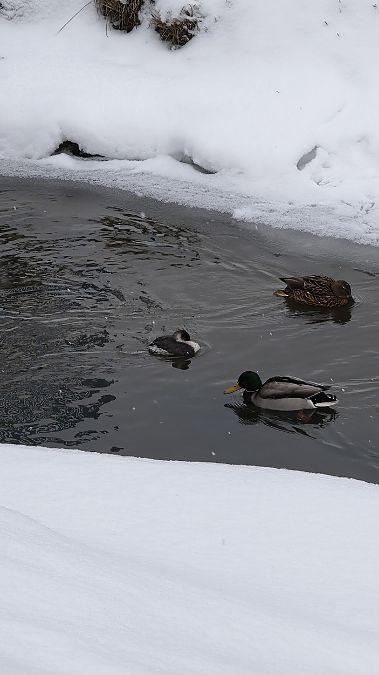 perkoz rdzawoszyi  - Mateusz Mazurczak