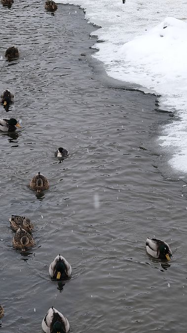 Grèbe jougris  - Mateusz Mazurczak