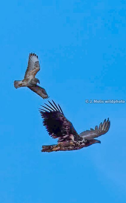 Àguila marina  - Jose Molis